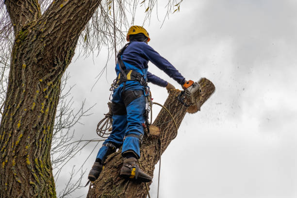 Best Storm Damage Tree Cleanup  in USA