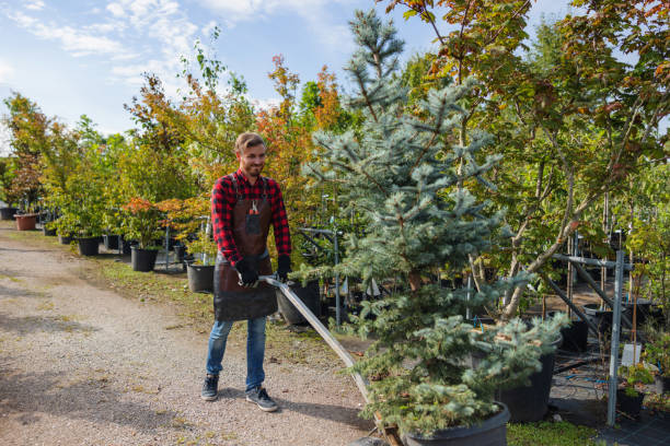 Best Storm Damage Tree Cleanup  in USA